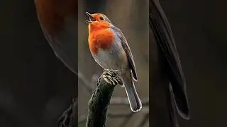 КРАСИВОЕ ПЕНИЕ ЗАРЯНКИ