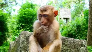 Pity monkey Sheba sleeping very well