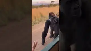Gorilla Mom's Last Effort: Saves Baby from Lion Attack! #wildlife #gorilla #safari