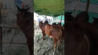 অনেক বড় ও সুন্দর গরু মাত্র ১ লক্ষ ৫০ হাজারে
