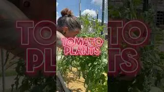 My maintenance routine for the tomato plants. #garden #gardening #tomatoes