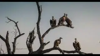 Rapture and Vultures  #5