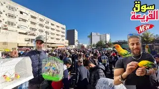 سوق القريعة🔥جولة تعرف على أتمنة مختلف أنواع الطيور فرجة ممتعة #سوق_القريعة