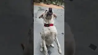 K9 YADAV DOG TRAINING Army Trainer  is live!