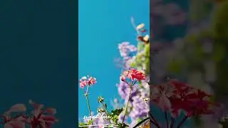 #shrots  tourist family # song in Tamil # love sweet dreams #shorts videos