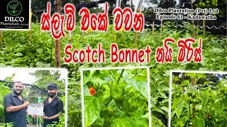 ස්ලැබ් එකේ පුලුවන්ද Dark Green Scotch Bonnet නයි මිරිස් වවන්න - Dilco Plantation Ep 41 - Kaduwela