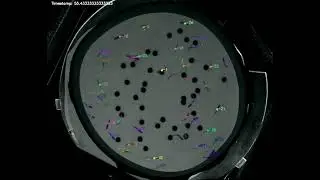 Annolid Zebra Fish Tracking: ~40 Zebra fish with ID + Mask