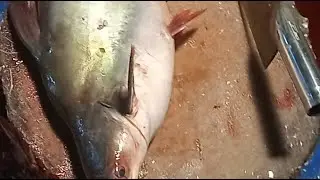 Amazing Fish Cutting | Big Fish Cleaning & Expert Cutting Skills