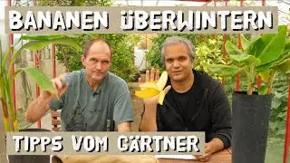 Bananen richtig &uuml;berwintern - im Freiland und im Haus