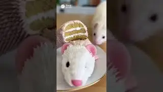 &ldquo;Ferret Freaks Out