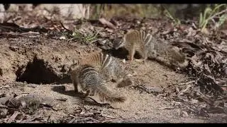 Juvenile Numbats (Myrmecobius fasciatus) from Dryandra Woodland, Western Australia :)