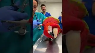 Parrot Totally Roasts the Vet Nurses Can&rsquo;t Handle This Clown Show #funny #pets #vetlife