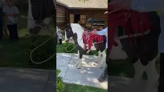 Ponny🐴 #ponny #caballosbailadores #caballos #caballosfinos #podcast #horse #culiacan #caballo