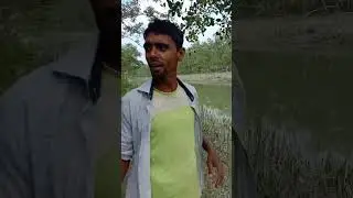 Guidliner of the Sundharban#shortvideo #fishing #subscribe #foryou