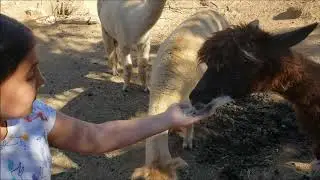 Llamas! Llamas petting zoo and feeding