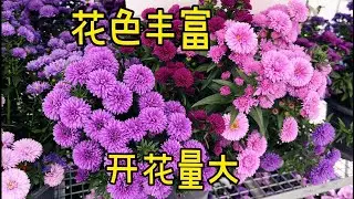 开花很容易就爆盆的紫苑/紫菀/翠菊/Aster Reine marguerite 【莎拉养花】