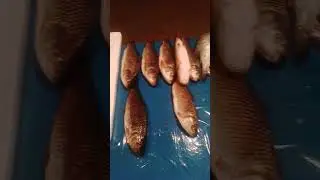 #fishbenefits