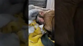 Baby Monkey Dreams