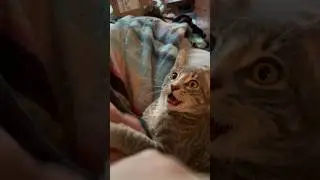 How to figure out your cat&rsquo;s age. |WujiKitty