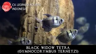 Black Widow Tetra. The BEGINNER tetra! (Leopard Aquatic C031A)