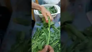 Jute in English (aka, ,molokheya,egyptian spinach,etc.is good for diabetic and hypertension#asmr#