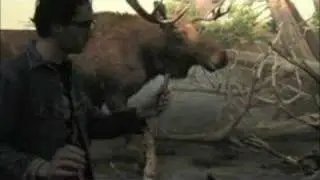 Talking to Animals #1