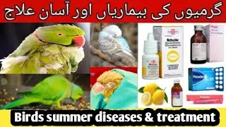 Birds summer diseases and treatment|loose motion, eye infection,fever,seep treatment in birds hindi