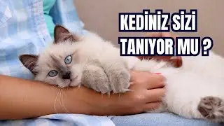 Kediler Sahiplerini Gerçekten Tanıyor mu? | Bilim Ne Diyor?