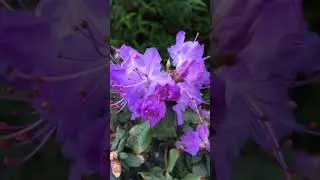 #cottagegarden #azaleas