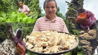 Today We Are Going To Forest  Wild Wushroom ￼ Hunting Oyster Mushrooms Wow || Village Life Vlog ||