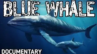 Blue Whale Documentary 2025 | Largest Animal on Earth | Ocean Giants Explained