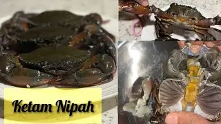 How to clean Mud Crab | Cara menyiang Ketam Nipah | Kanda nandu