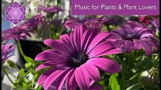 Music for Plants and Plant Lovers 💜 Music To Stimulate Blooming