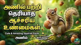 அணில் பற்றி தெரியாத ஆச்சரிய உண்மைகள் | Squirrel Facts in Tamil|அணில்|Cute & Amazing Squirrel Facts