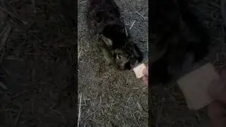 Treatos 🐇