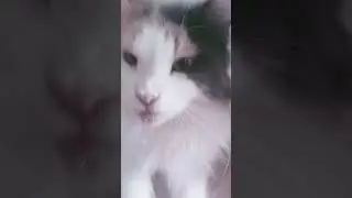 #rap #fallinginreverse #mgk #metal #rock #cat #видосыоткота #кот #красиваякошка #котик