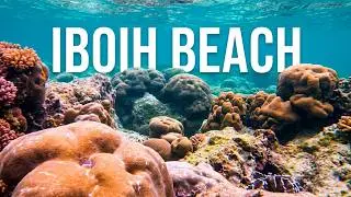 Underwater view of hard corals at Iboih beach, Weh Island, Banda Aceh, Indonesia
