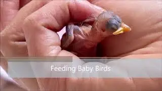 Native Animal Rescue 40th Anniversary Celebration