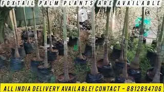 Foxtail Palm Tree | Foxtail Palm | Garden Plants | Ornamental Tree | Foxtail Palm for Garden 
