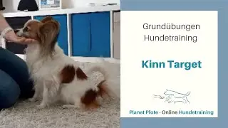 Grundübungen Hundetraining - Kinn Target