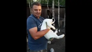 Взвешивание кроликов из вольера и клеток