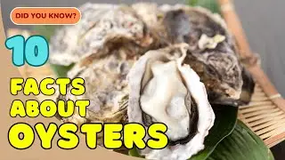 10 Amazing Facts About Oysters You Didn&rsquo;t Know! 🦪