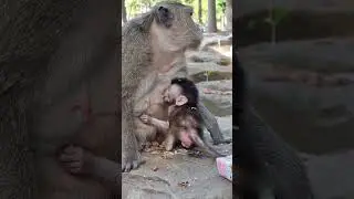 Cute small newborn baby monkey so lovely with mom care well #shorts