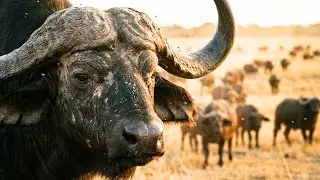 Inside the World&rsquo;s Largest Wild Buffalo Factory: From Bio-Materials to Massive Herd Release