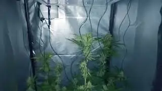 SHOGUN //ROYAL. QUEEN SEEDS & MOBY DICK// GREEN HOUSE AMSTERDAM/ Cannabis / Weed/ Homegrow
