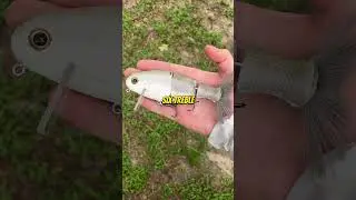 Is this a wakebait's kryptonite??? #fishing #shorts #bassfishing