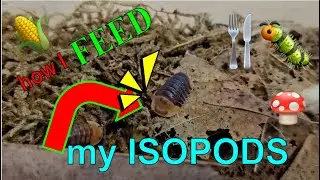 Feeding Redworms to Rubber Ducky Isopods to Boost Protein Intake