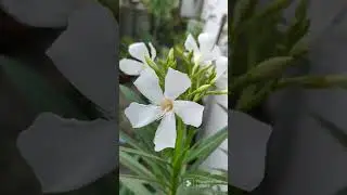 🌵🌵#white#oleander#plant🪴🪴🪴