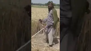 You can use this for many things like bush cutter, Reaper, and wood clearing
