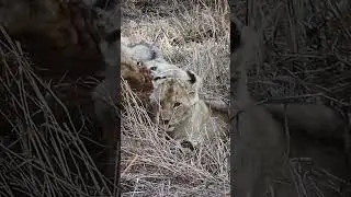 CUTE! Hungry Little Lion Cubs Impatiently Moan And Groan For Milk (SAFARI - River Pride Lion Cubs)